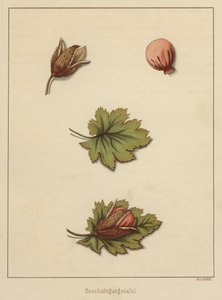 Håndværk (farve litho) af German School