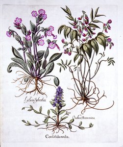Creeping Bugle, Spring Vikke og Red Campion, fra Hortus Eystettensis, af Basil Besler (1561-1629), pub. 1613 (håndfarvet gravering) af German School