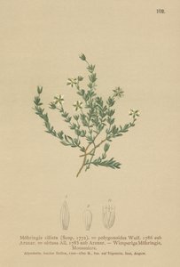 Krybende Sandwort (Moehringia ciliata, Moehringia polygonoides, Arenaria obtusa) af German School