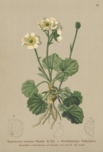 Ranunkel (Ranunculus crenatus) af German School