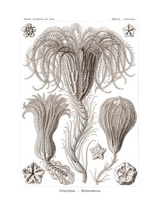 Crinoidea, 1899-1904 af German School