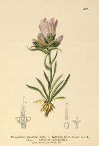 Kroatisk græsklokke (Edrajanthus Croaticus, Edraianthus croaticus, Edraianthus croaticus, Edraianthus Kitaibellii, Edraianthus graminifolius, Edraianthus albanicus, Wahlenbergia graminifolia). af German School