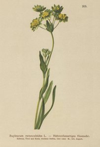 Kragefod- Bladet Hareøre (Bupleurum ranunculoides) af German School