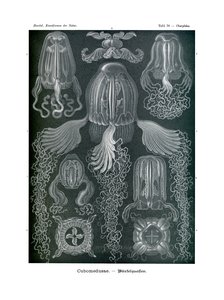 Cubomedusae, 1899-1904 af German School