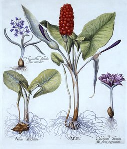 Cuckoo Pint, Spring Meadow Saffron, Star Hyacinth, fra Hortus Eystettensis, af Basil Besler (1561-1629), pub. 1613 (håndkoloreret gravering) af German School