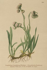 Gnaphalium carpathicum (Gnaphalium carpathicum) af German School