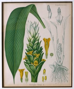 Curcuma longa (gurkemeje) fra Kohlers Medicinal Plants af Franz Eugen Kohler af German School