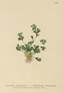 Skåret bladet Ladys Mantle (Alchemilla pentaphyllea) af German School