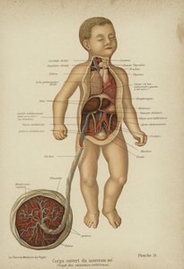 Udskåret diagram, der viser en nyfødt babys indre organer og dens navlestreng (farve litho) af German School
