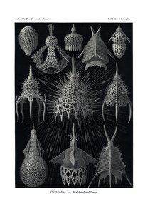 Cyrtoidea, 1899-1904 af German School