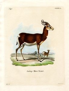 Dama Gazelle (farvet gravering) af German School