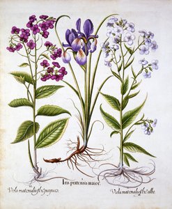 Dames Violet and a Field Iris, fra Hortus Eystettensis, af Basil Besler (1561-1629), pub. 1613 (håndfarvet gravering) af German School
