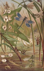 Damselfly Hatching, tallerken fra Brehms Animal Life: General Knowledge of the Animal Kingdom, vol.9, s.554, udgivet af Bibliografisk Institut, 1892 af German School