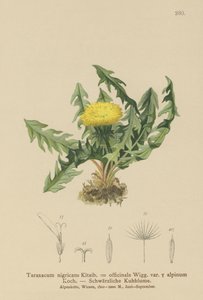 Dandelion (Taraxacum nigricans, Taraxacum officinale var. Alpinum) af German School