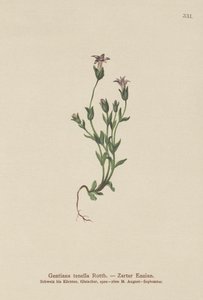 Danes Dværg-Ensian (Gentiana tenella, Gentianella tenella, Comastoma tenellum) af German School