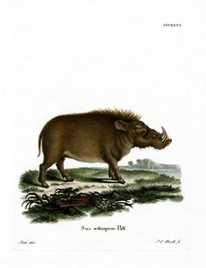 Desert Warthog (farvet gravering) af German School