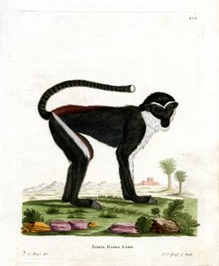 Diana Monkey (farvet gravering) af German School