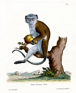 Diana Monkey (farvet gravering) af German School