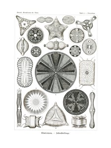 Diatomea, 1899-1904 af German School