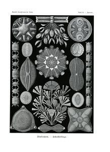 Diatomea, 1899-1904 af German School