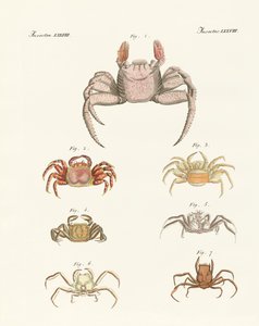 Forskellige slags krabber af German School