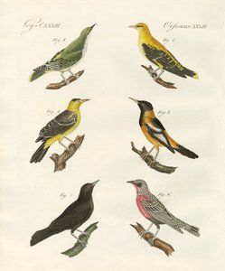 Forskellige slags gylden oriole af German School