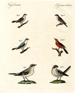 Forskellige slags shrikes af German School