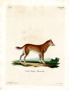 Dingo (farvet gravering) af German School