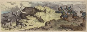 Opdagelse af liget af en ulden mammut i Sibirien (farvet indgravering) af German School