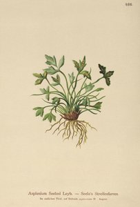 Dolomit Spleenwort (Asplenium Seelosii) af German School