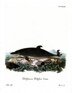 Delfin (farvet gravering) af German School