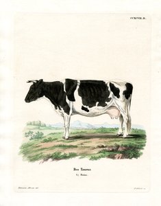 Tamkvæg (farvet gravering) af German School
