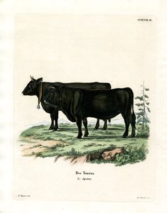 Tamkvæg (farvet gravering) af German School
