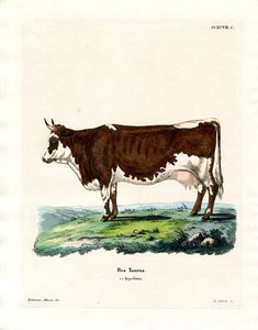 Tamkvæg (farvet gravering) af German School