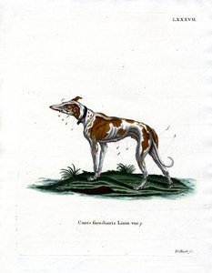 Tamhund (farvet indgravering) af German School