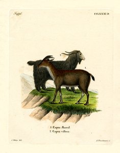Tamged (farvet gravering) af German School