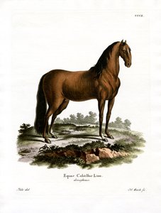 Tamhest (farvet indgravering) af German School