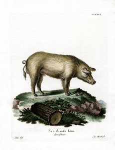 Tamgris (farvet gravering) af German School