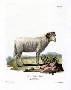 Tamfår (farvet gravering) af German School