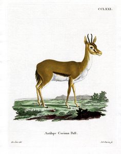 Dorcas Gazelle (farvet gravering) af German School