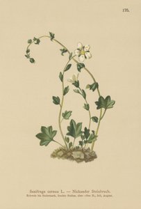 Nedhængende saxfrage (Saxifraga cernua) (farve litho) af German School