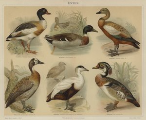 Ænder (farve litho) af German School