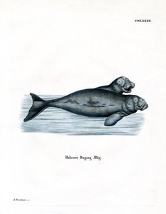 Dugong (farvet gravering) af German School