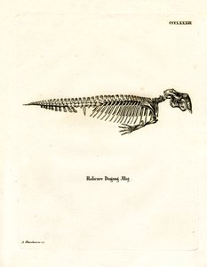 Dugong Skeleton (farvet gravering) af German School