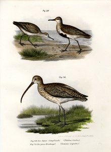 Dunlin, 1864 af German School