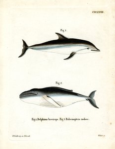 Dusky Dolphin (farvet gravering) af German School