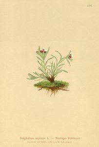 Dværg-Knold (Gnaphalium supinum) af German School