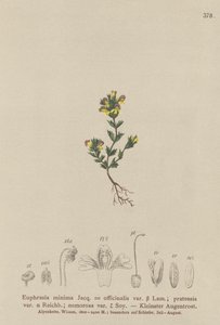 Dværg øjentrøst (Euphrasia minima, Euphrasia officinalis, Euphrasia pratensis var. nemorosa) af German School