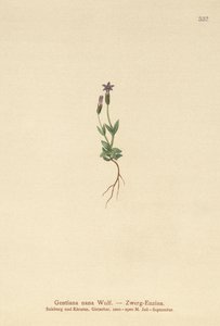 Dværg-ensian (Dwarf Gentianella) af German School