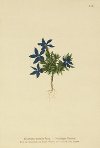 Dværg-ensian (Gentiana pumila) af German School